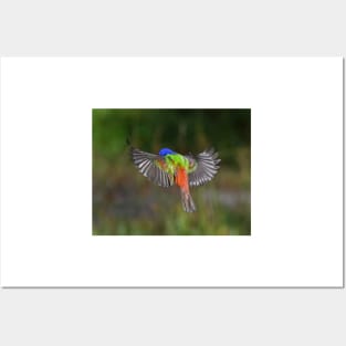 Painted Bunting Bird Flying Colors Posters and Art
